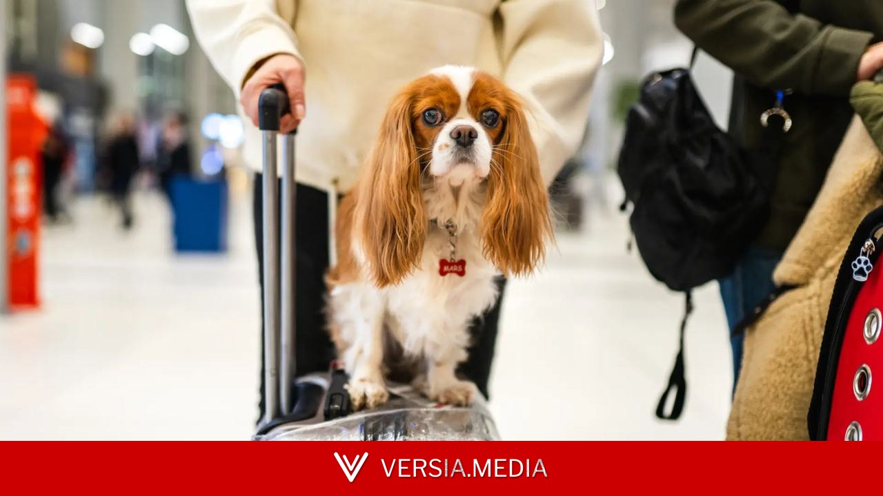 Las aerolíneas endurecen los requisitos para viajar con mascotas: 