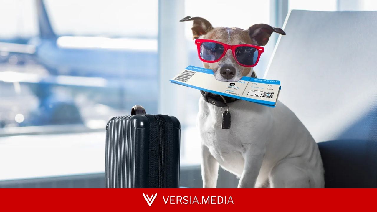 Mejores destinos 'pet friendly' en España y consejos para viajar con tu mascota