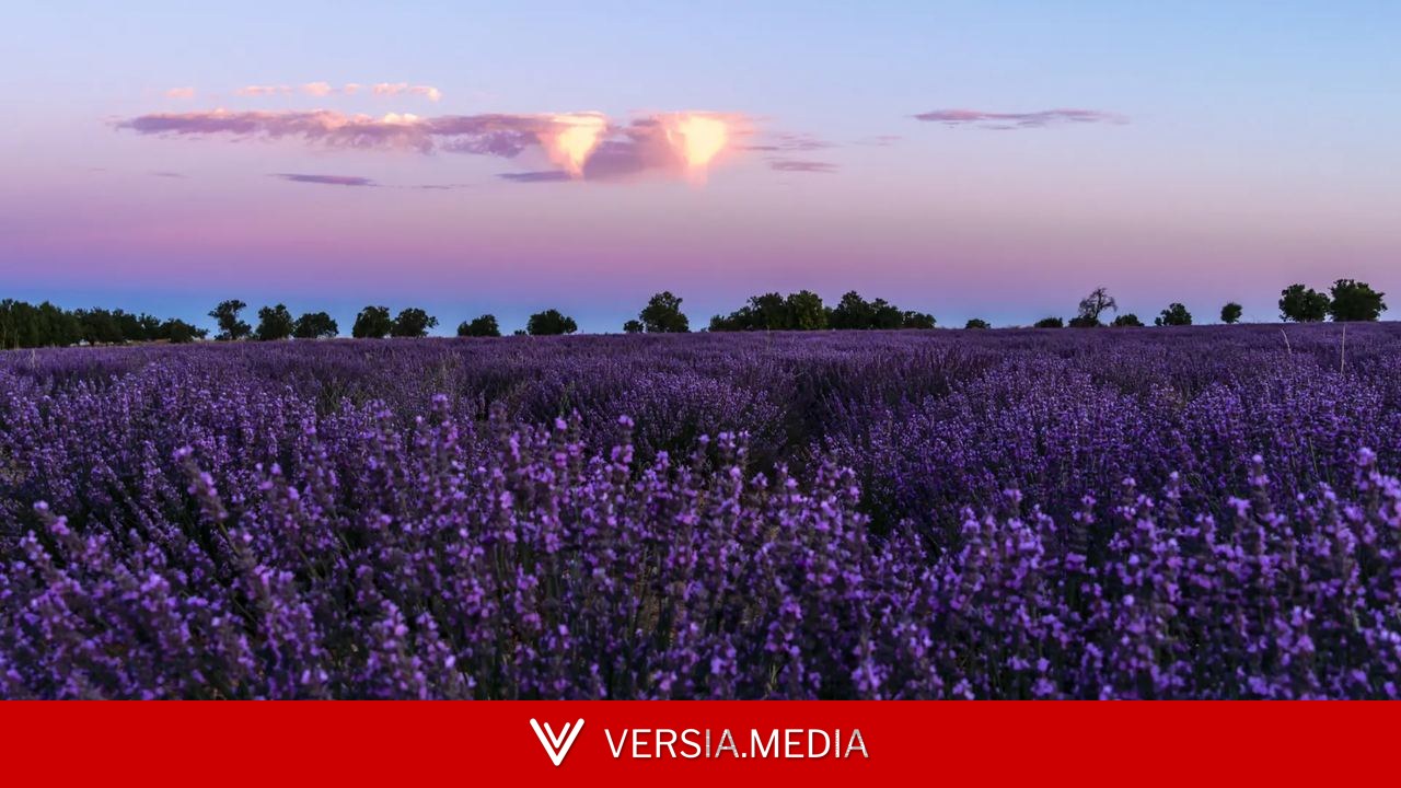 Tres destinos en los que hay lavanda más allá de Brihuega